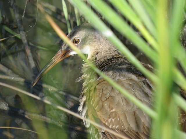 clapper-rail